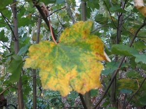 beukennootjes en herfstblaren 007