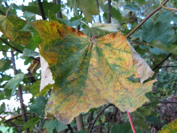 beukennootjes en herfstblaren 008