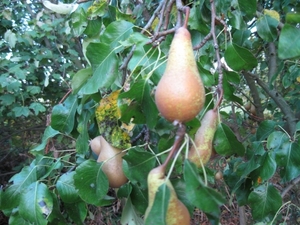 beukennootjes en herfstblaren 009