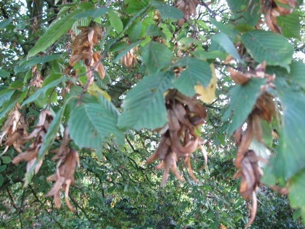 beukennootjes en herfstblaren 011