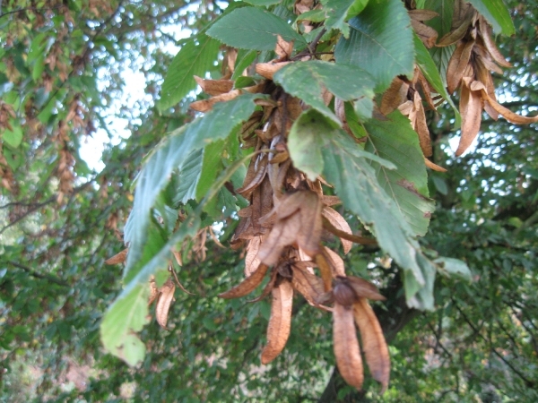 beukennootjes en herfstblaren 013