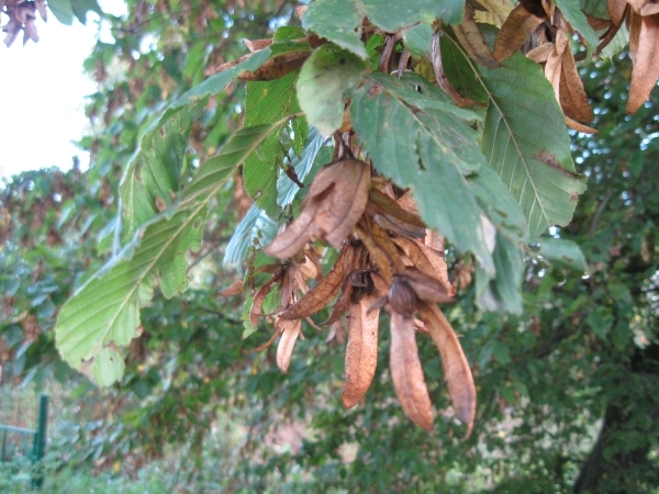 beukennootjes en herfstblaren 014