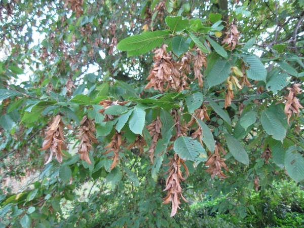 beukennootjes en herfstblaren 015