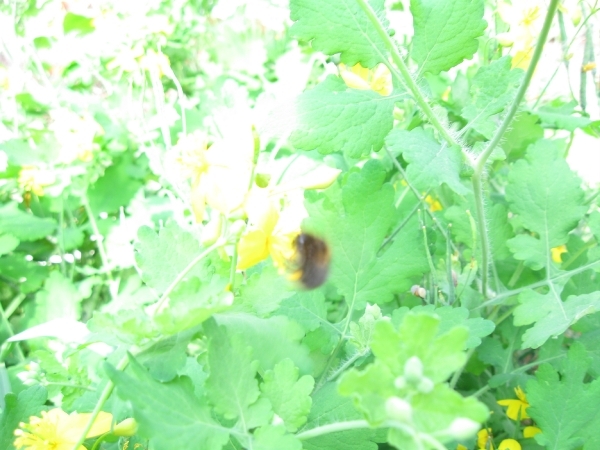 bijen op wrattekruid 011