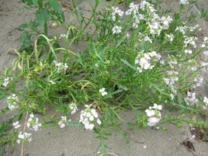 Nieuwpoort aan zee vakantie ZZ Ter Duinen 023