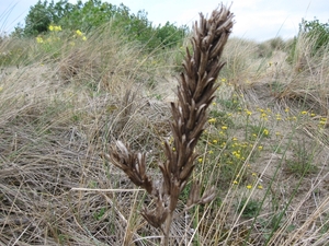 Nieuwpoort aan zee vakantie ZZ Ter Duinen 067