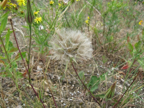 Duinplantenzaad