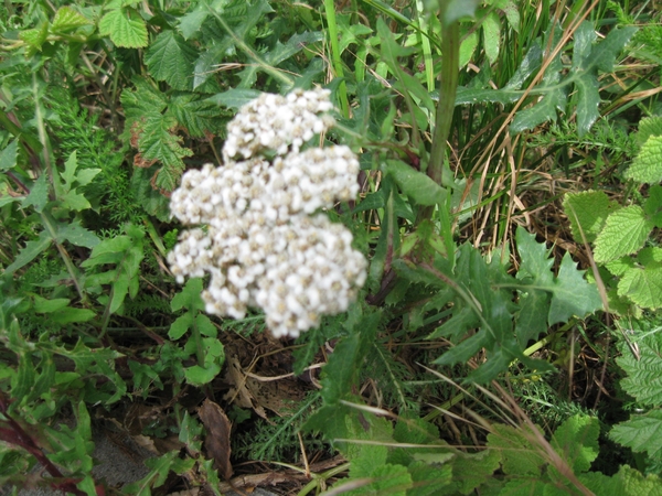 duizendblad in de duinen