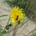 Nieuwpoort aan zee vakantie ZZ Ter Duinen 059