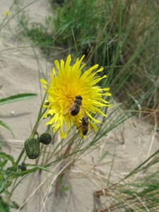 Nieuwpoort aan zee vakantie ZZ Ter Duinen 059