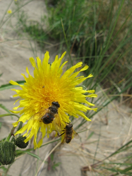 Nieuwpoort aan zee vakantie ZZ Ter Duinen 060