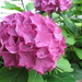 Hortensia 007