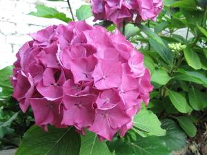 Hortensia 007