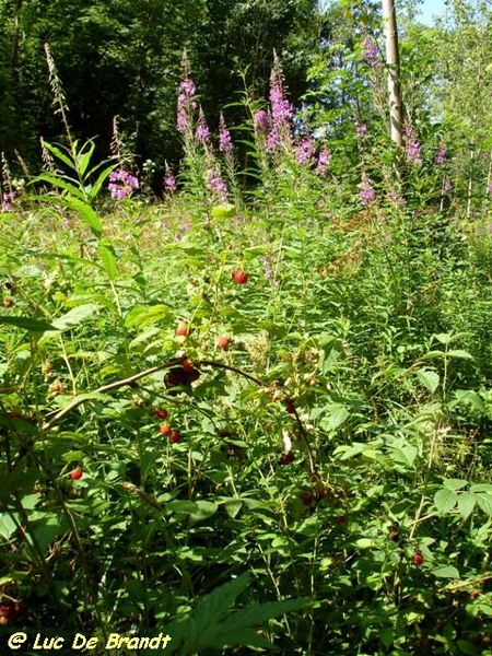 Ardennen Adeps wandeling Feschaux