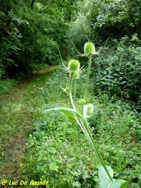 Ardennen Adeps wandeling Feschaux