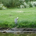 Reiger