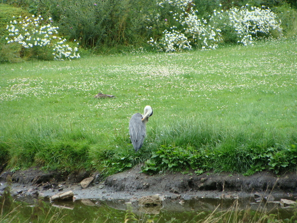 Reiger