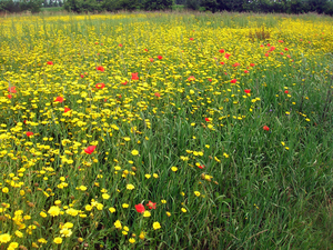 Bloemen