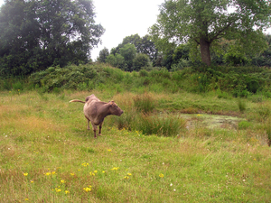 Natuur