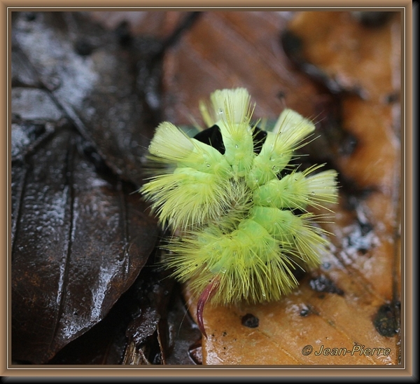 Meriansborstel - Calliteara pudibunda IMG-5579