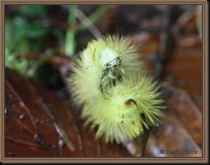 Meriansborstel - Calliteara pudibunda IMG-5731