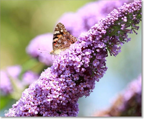 sized_Afbeelding 064