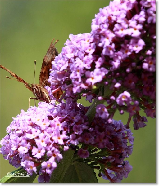 sized_Afbeelding 069