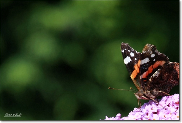 sized_Afbeelding 076