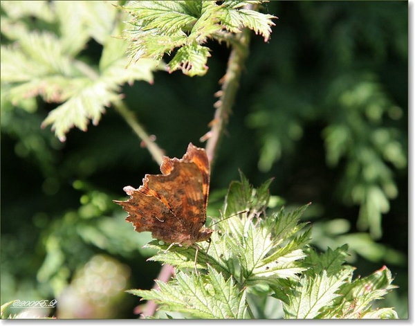 sized_Afbeelding 009