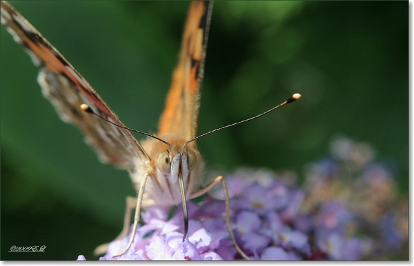 sized_Afbeelding 018