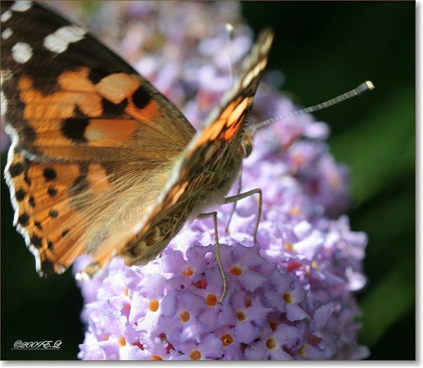 sized_Afbeelding 026