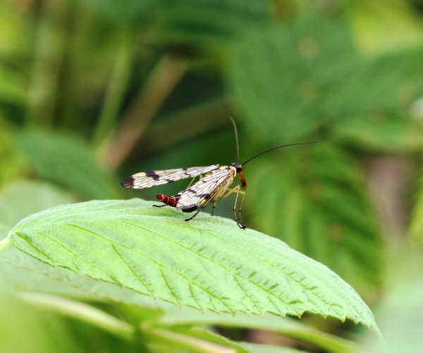 DPP_9645  SCHORPIOENVLIEG