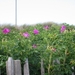 Duinbloemen in Middelkerke