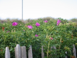 Duinbloemen in Middelkerke