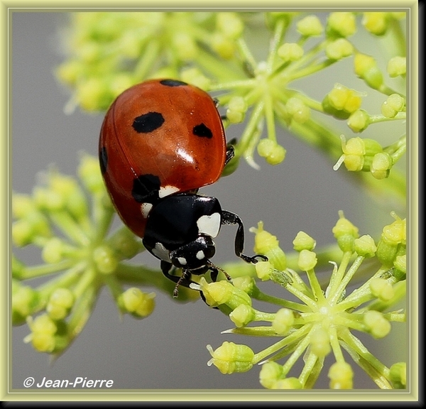 Zevenstippelig lieveheerbeestje - Coccinella septempunctata  IMG-