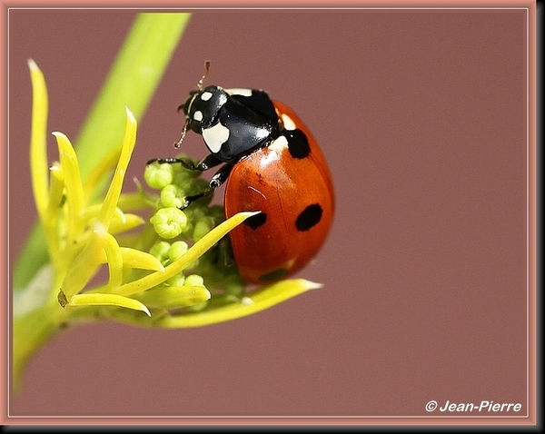 Zevenstippelig lieveheerbeestje - Coccinella septempunctata IMG-8