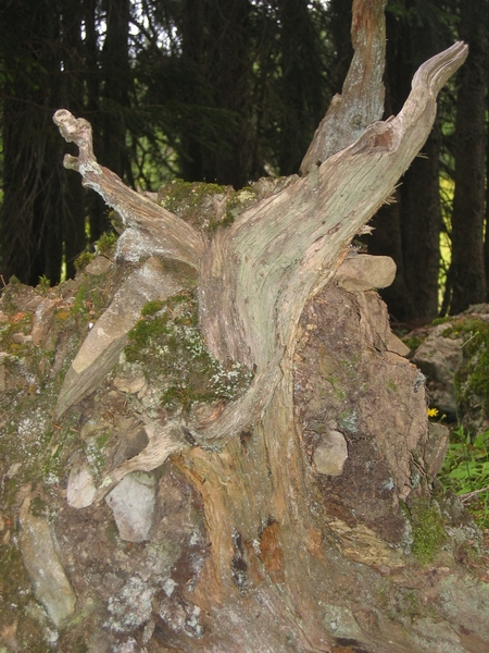 Vacances à Annecy juillet 2009 024