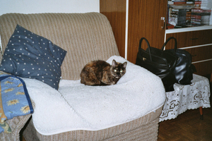 tieneke