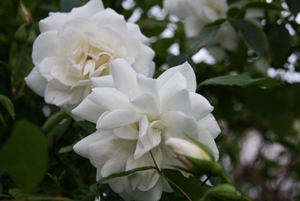 12-06-2010 tuin  047 (10)