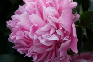 12-06-2010 tuin  047 (11)