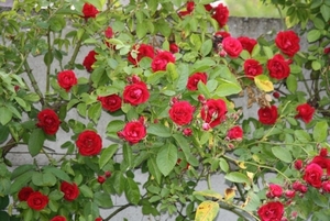 12-06-2010 tuin  047 (13)