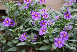 12-06-2010 tuin  047 (20)