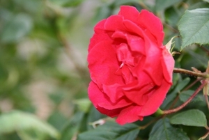 12-06-2010 tuin  047 (27)