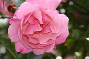 12-06-2010 tuin  047 (6)