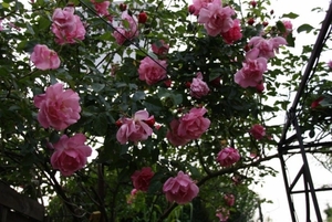 12-06-2010 tuin  047 (7)