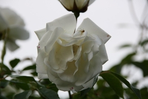 12-06-2010 tuin  047 (8)