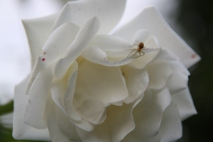 12-06-2010 tuin  047 (9)