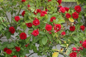 12-06-2010 tuin  047 (12)