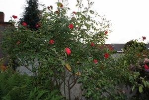 12-06-2010 tuin  047 (28)