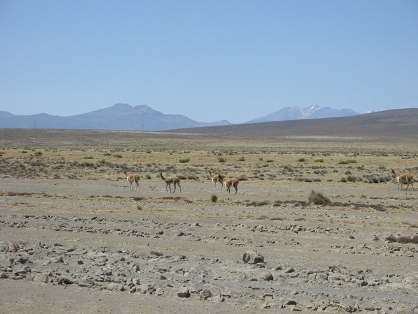 peru vlpig (350)